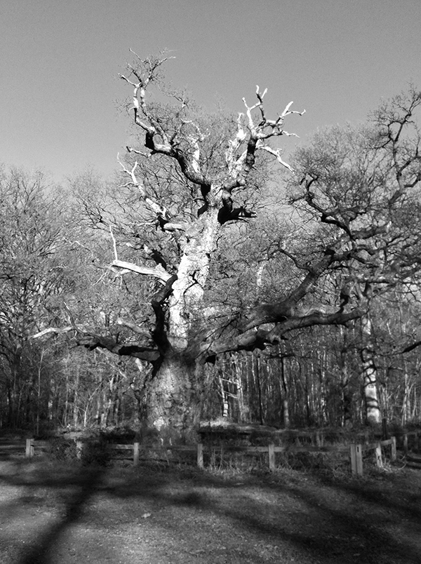 Forêt de Sénart   J-H.R 2016